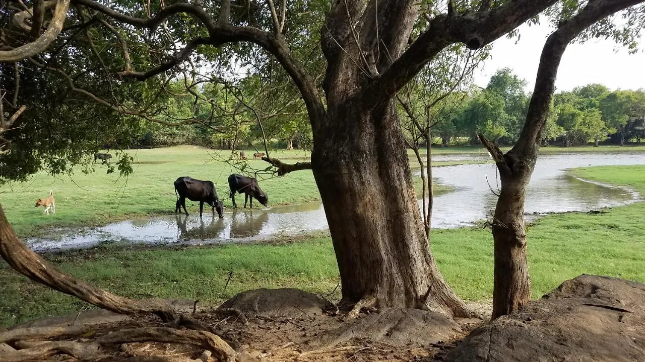 Sigiri Holiday Villa Sigiriya
